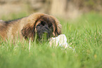 Leonberger Welpe