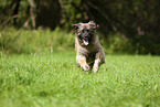 Leonberger im Sommer