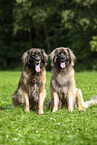 Leonberger im Sommer