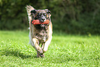 Leonberger im Sommer