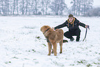 junger Leonberger im Schnee