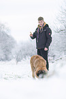 junger Leonberger im Schnee