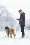 junger Leonberger im Schnee