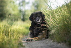 Leonberger im Sommer