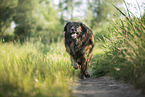 Leonberger im Sommer