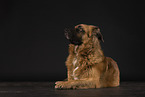 Leonberger