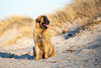 Leonberger