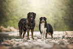 Leonberger und Australian Shepherd