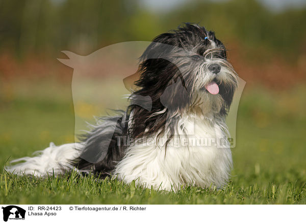 Lhasa Apso / RR-24423