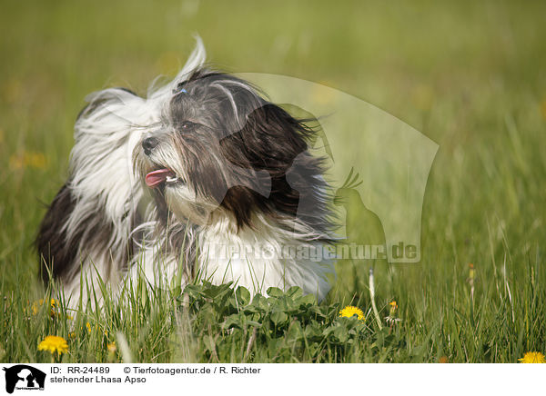 stehender Lhasa Apso / standing Lhasa Apso / RR-24489