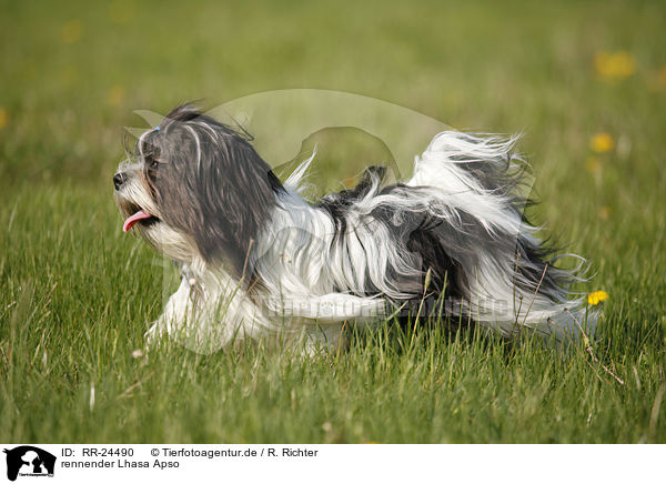 rennender Lhasa Apso / running Lhasa Apso / RR-24490