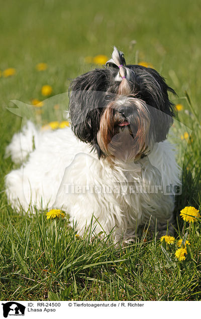 Lhasa Apso / RR-24500