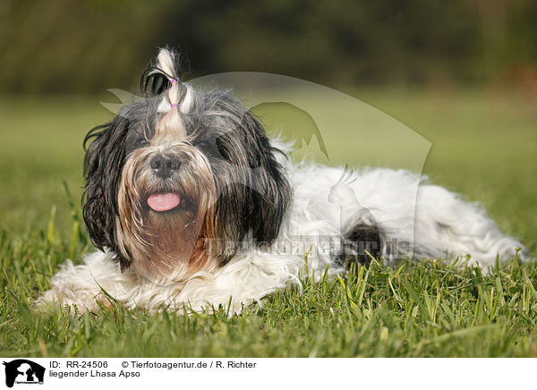 liegender Lhasa Apso / lying Lhasa Apso / RR-24506