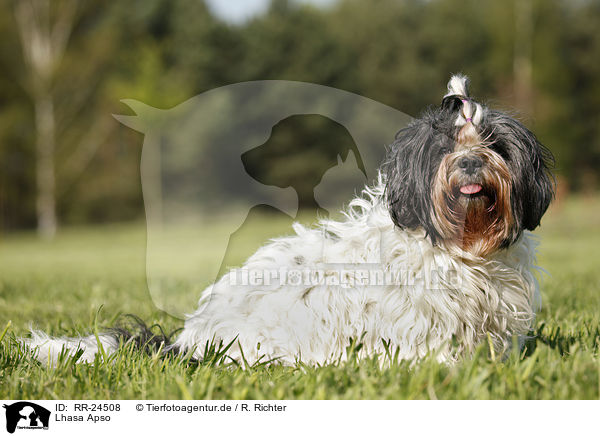 Lhasa Apso / Lhasa Apso / RR-24508