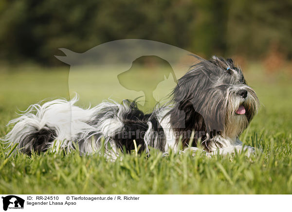 liegender Lhasa Apso / lying Lhasa Apso / RR-24510