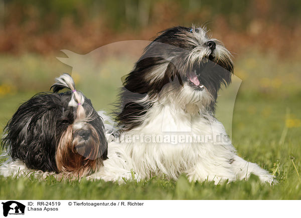 Lhasa Apsos / RR-24519
