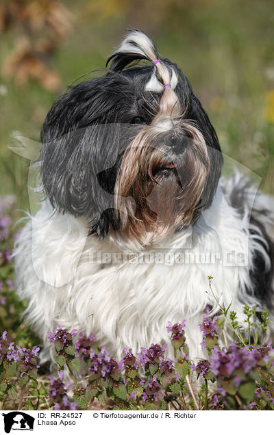 Lhasa Apso / Lhasa Apso / RR-24527