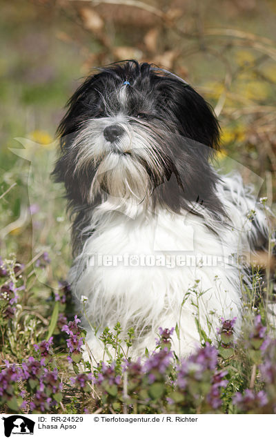 Lhasa Apso / RR-24529