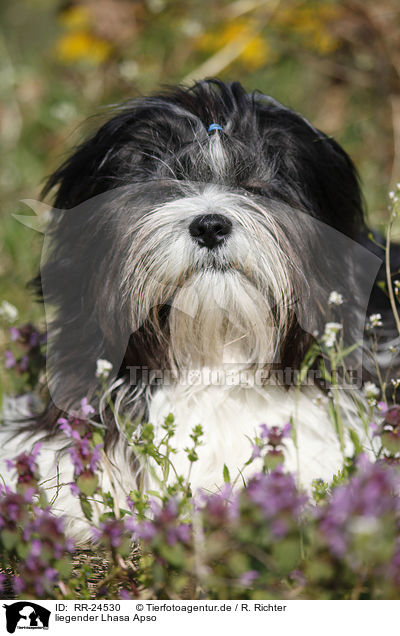 liegender Lhasa Apso / RR-24530