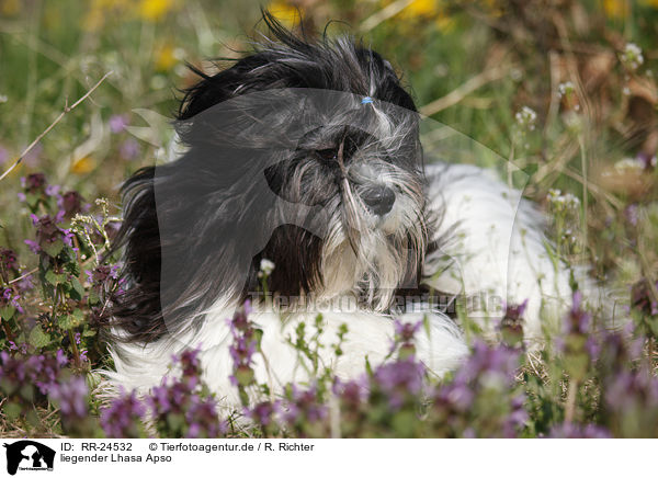 liegender Lhasa Apso / RR-24532