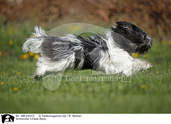 rennender Lhasa Apso / RR-24572