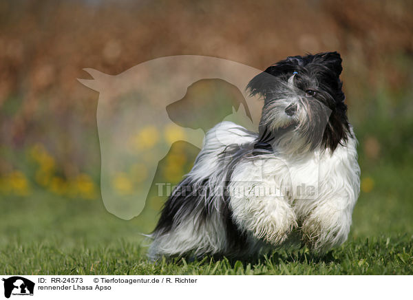 rennender Lhasa Apso / RR-24573