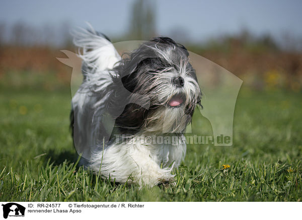 rennender Lhasa Apso / running Lhasa Apso / RR-24577