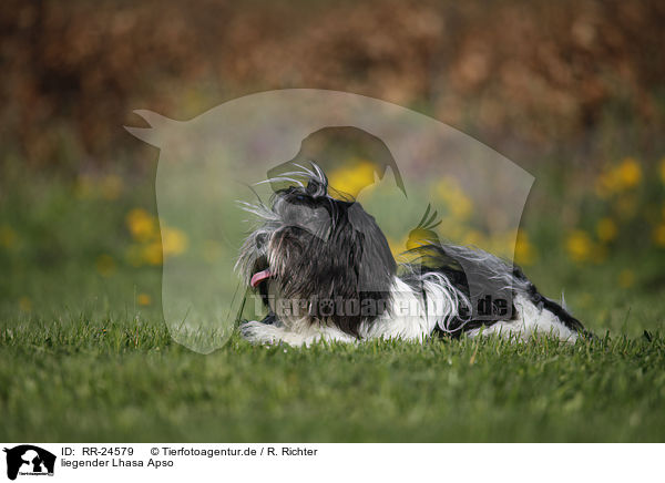 liegender Lhasa Apso / RR-24579