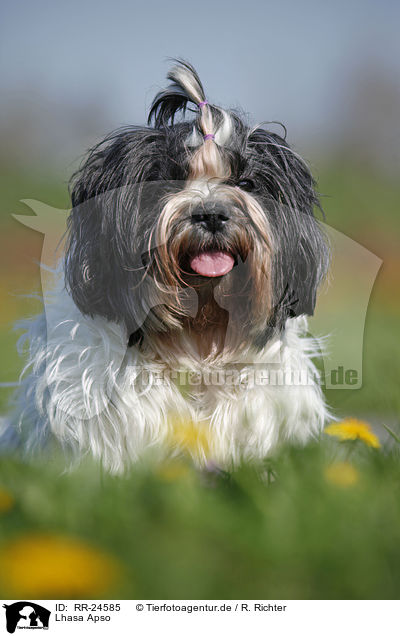 Lhasa Apso / Lhasa Apso / RR-24585