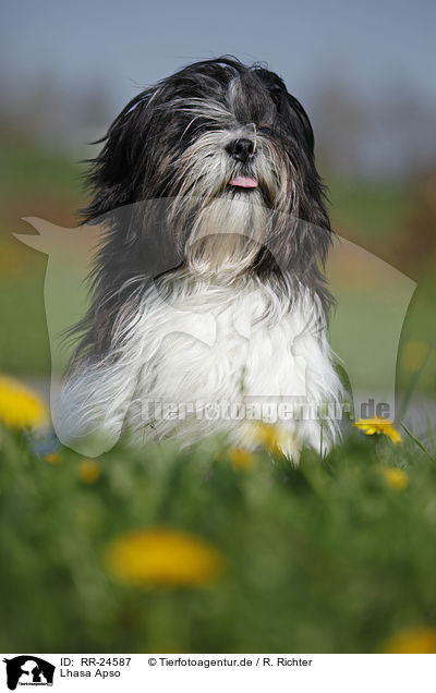 Lhasa Apso / Lhasa Apso / RR-24587