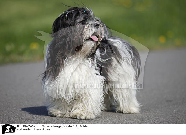 stehender Lhasa Apso / RR-24596
