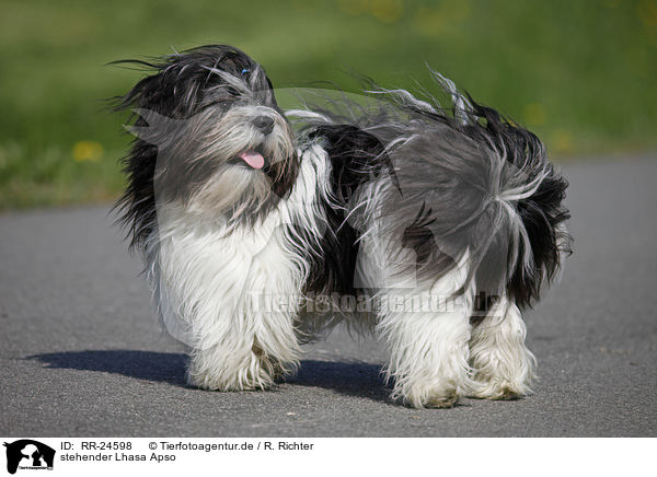 stehender Lhasa Apso / standing Lhasa Apso / RR-24598