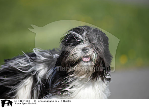 Lhasa Apso Portrait / RR-24603
