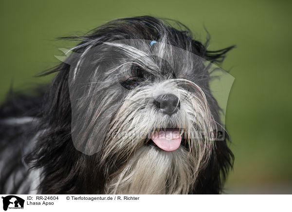 Lhasa Apso / RR-24604