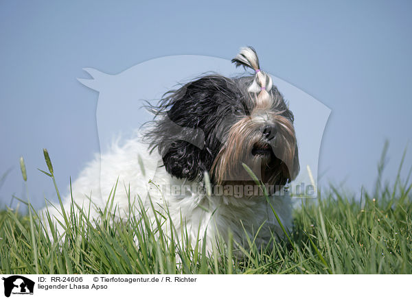 liegender Lhasa Apso / RR-24606