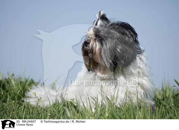 Lhasa Apso / RR-24607