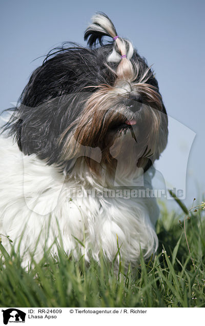 Lhasa Apso / RR-24609
