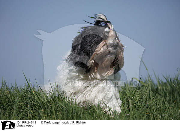 Lhasa Apso / RR-24611
