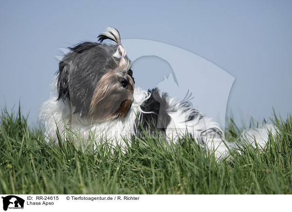 Lhasa Apso / RR-24615
