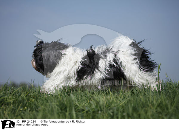 rennender Lhasa Apso / running Lhasa Apso / RR-24624