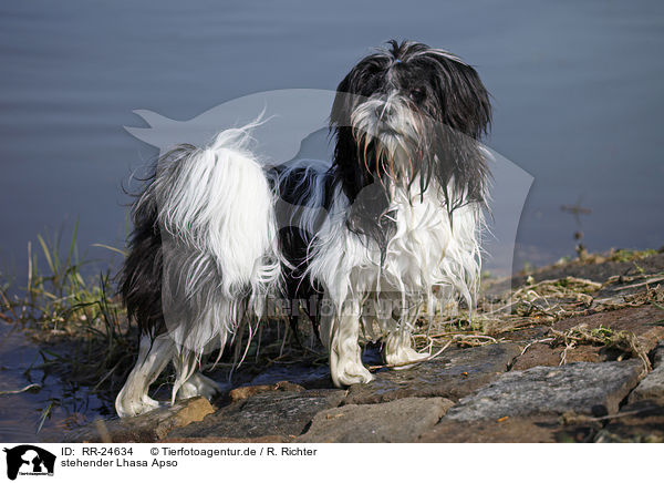 stehender Lhasa Apso / RR-24634