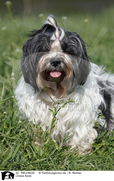 Lhasa Apso / RR-24639