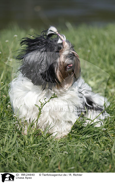 Lhasa Apso / RR-24640