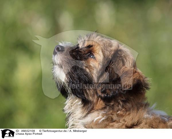 Lhasa Apso Portrait / AM-02108