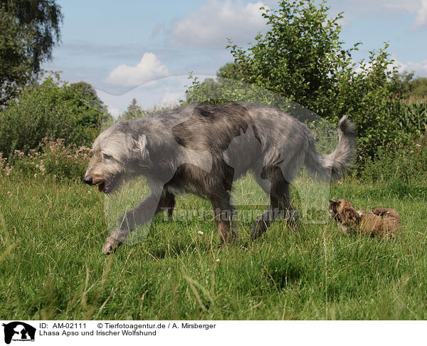Lhasa Apso und Irischer Wolfshund / Lhasa Apso and Irischer Wolfshund / AM-02111