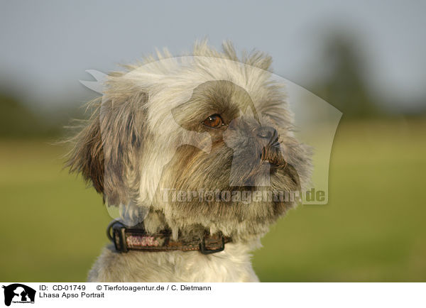 Lhasa Apso Portrait / Lhasa Apso Portrait / CD-01749