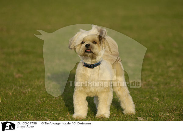 Lhasa Apso / CD-01758