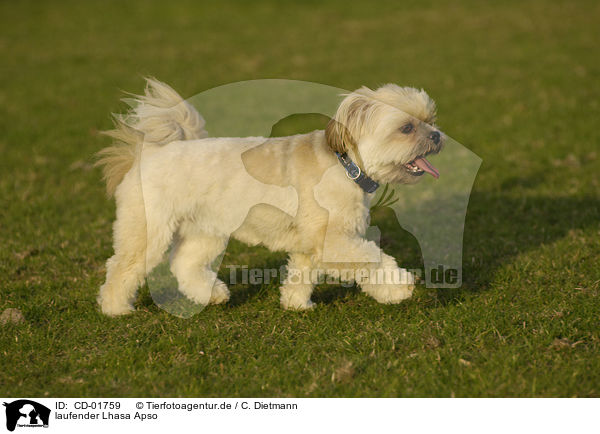 laufender Lhasa Apso / walking Lhasa Apso / CD-01759