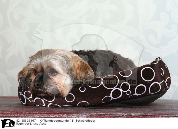 liegender Lhasa Apso / lying Lhasa Apso / SS-33167
