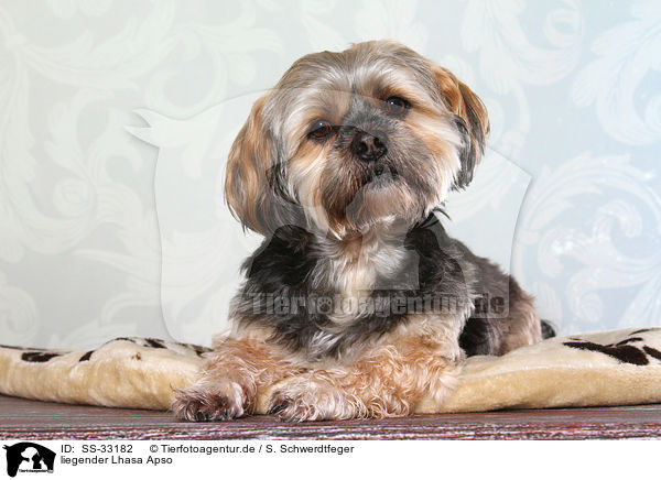 liegender Lhasa Apso / SS-33182